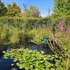 Plantes de zone humide