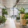 Plantes dépolluantes