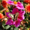 Plantes refuges