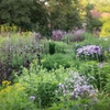 Plantes biodiversité
