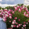 Hortensias paniculés