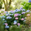 Hortensias macrophyllas