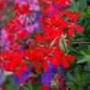 Pelargoniums
