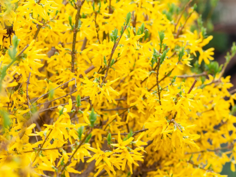 Quand et comment tailler un forsythia ? 