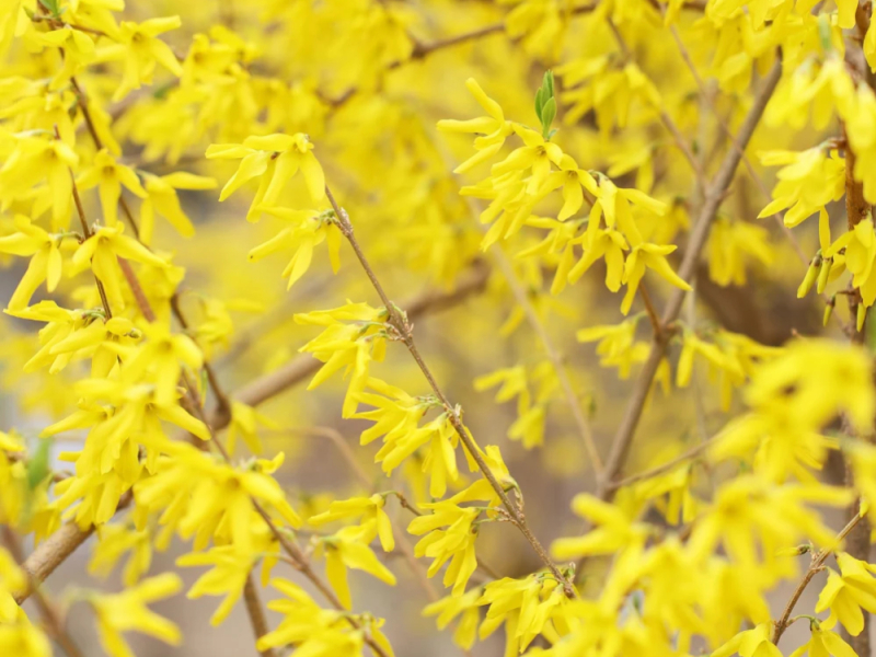 Comment bouturer un forsythia ? 