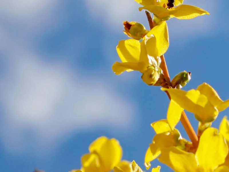 Floraison du forsythia : période, variétés et conseils pour la favoriser