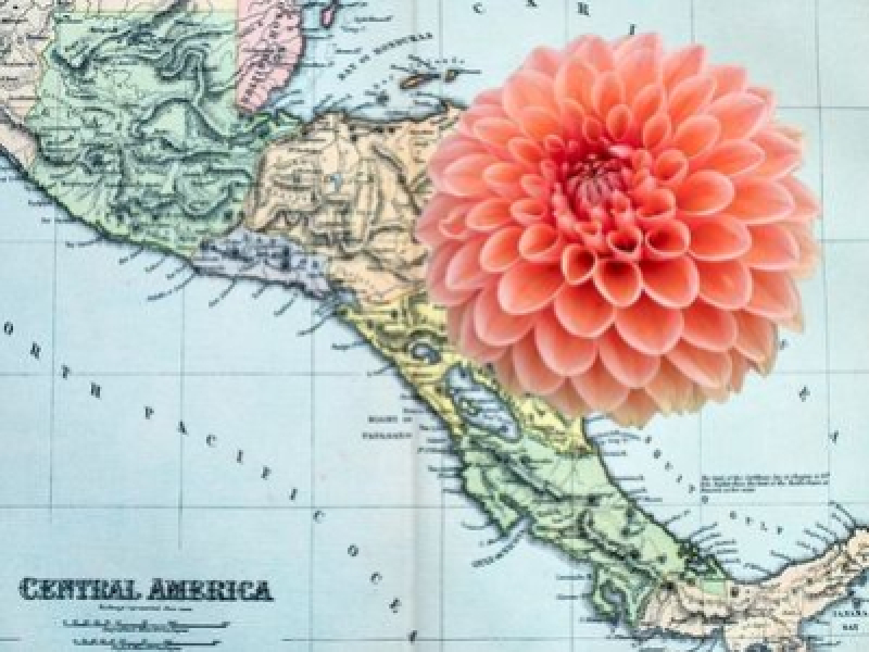 D'où vient le dahlia et comment est-il devenu une fleur incontournable ?