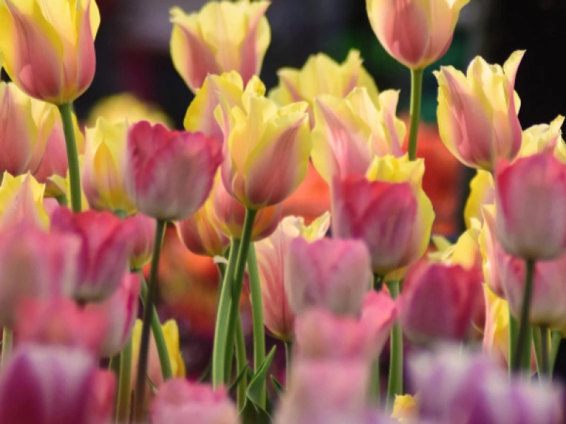 Quand et Comment Planter des Tulipes ? 