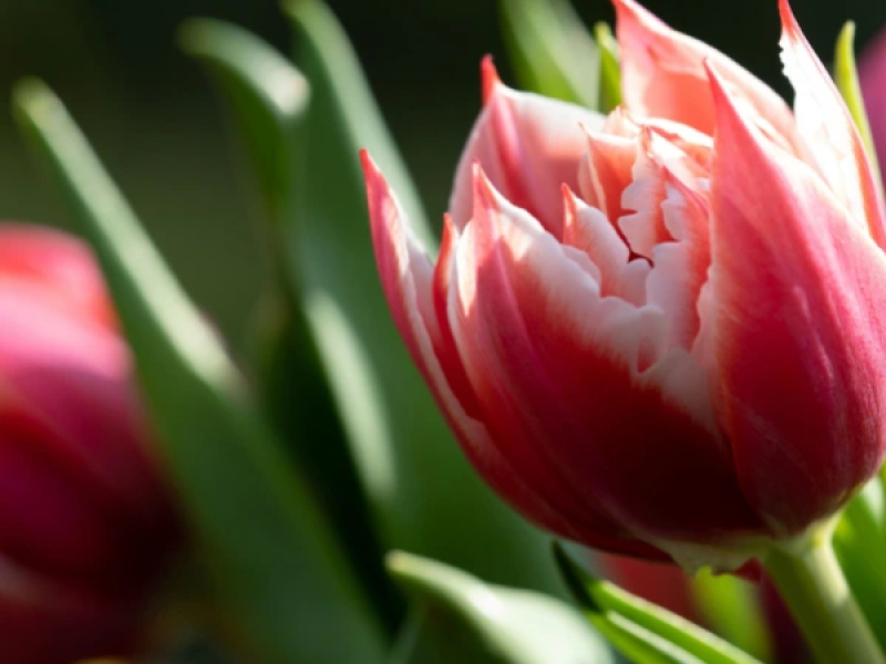 Quand fleurissent les tulipes ?