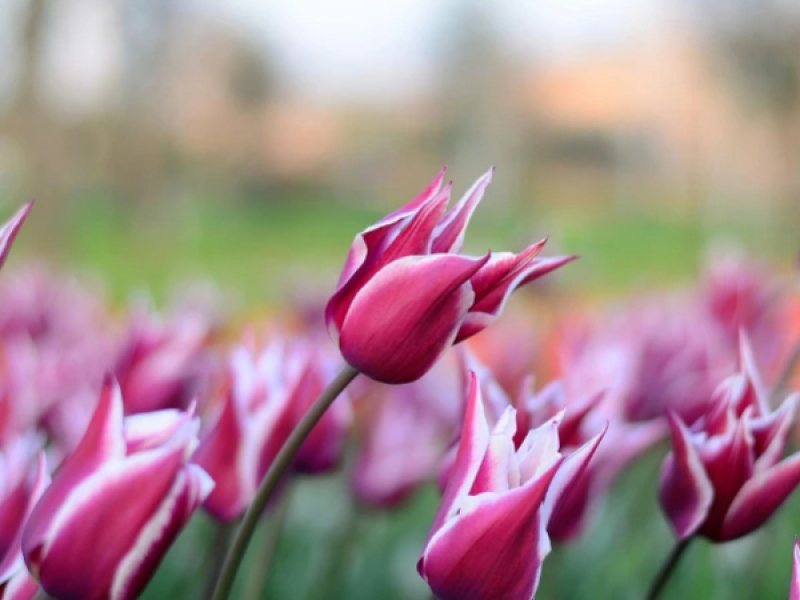 Peut-on laisser les bulbes de tulipes en terre ?